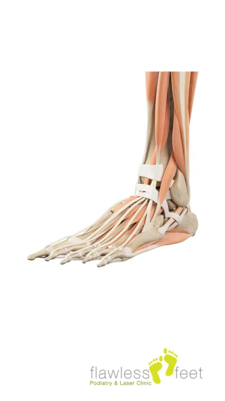 10 amazing things about our feet